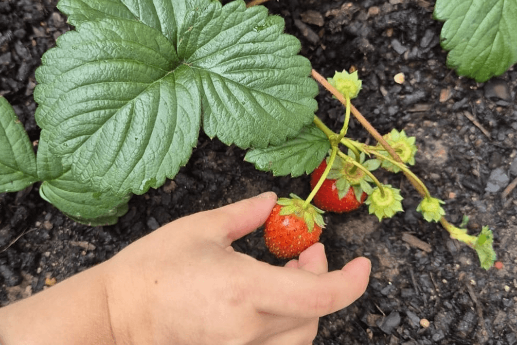 Growing Gardens at Nido Pennington Growing Gardens at Nido Pennington